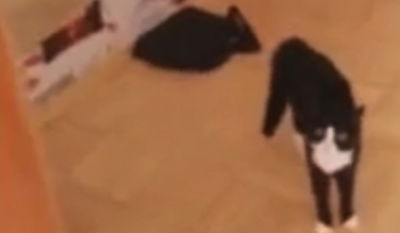 ויראלי: החתול שנלחם בדמות של עצמו במראה