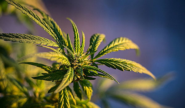 צמח הקנאביס