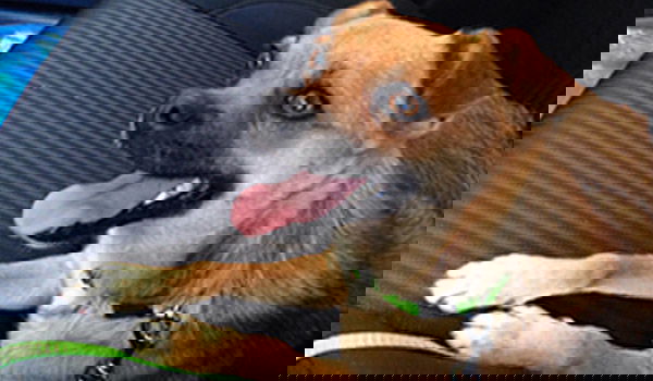 הכלבה הנגועה