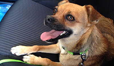 הכלבה הנגועה