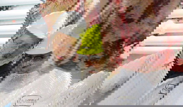 תיעוד: הרבי מסאטמר קפץ לביקור במשחטה של החסידות