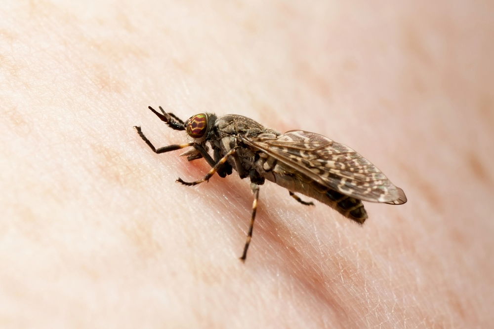 נדבקים בשושנת יריחו דרך זבוב החול