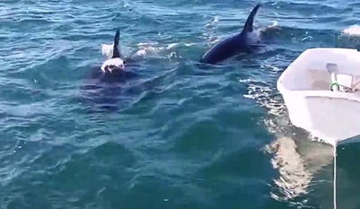 "היה כיף"; השתעשעו עם לווייתנאים בלב ים