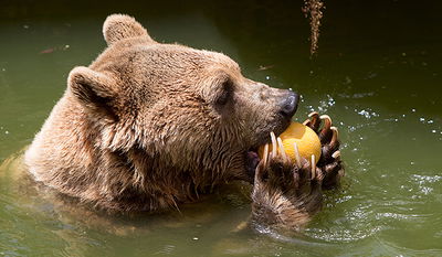 כך שרדו בעלי החיים את גל החום הכבד • תמונות