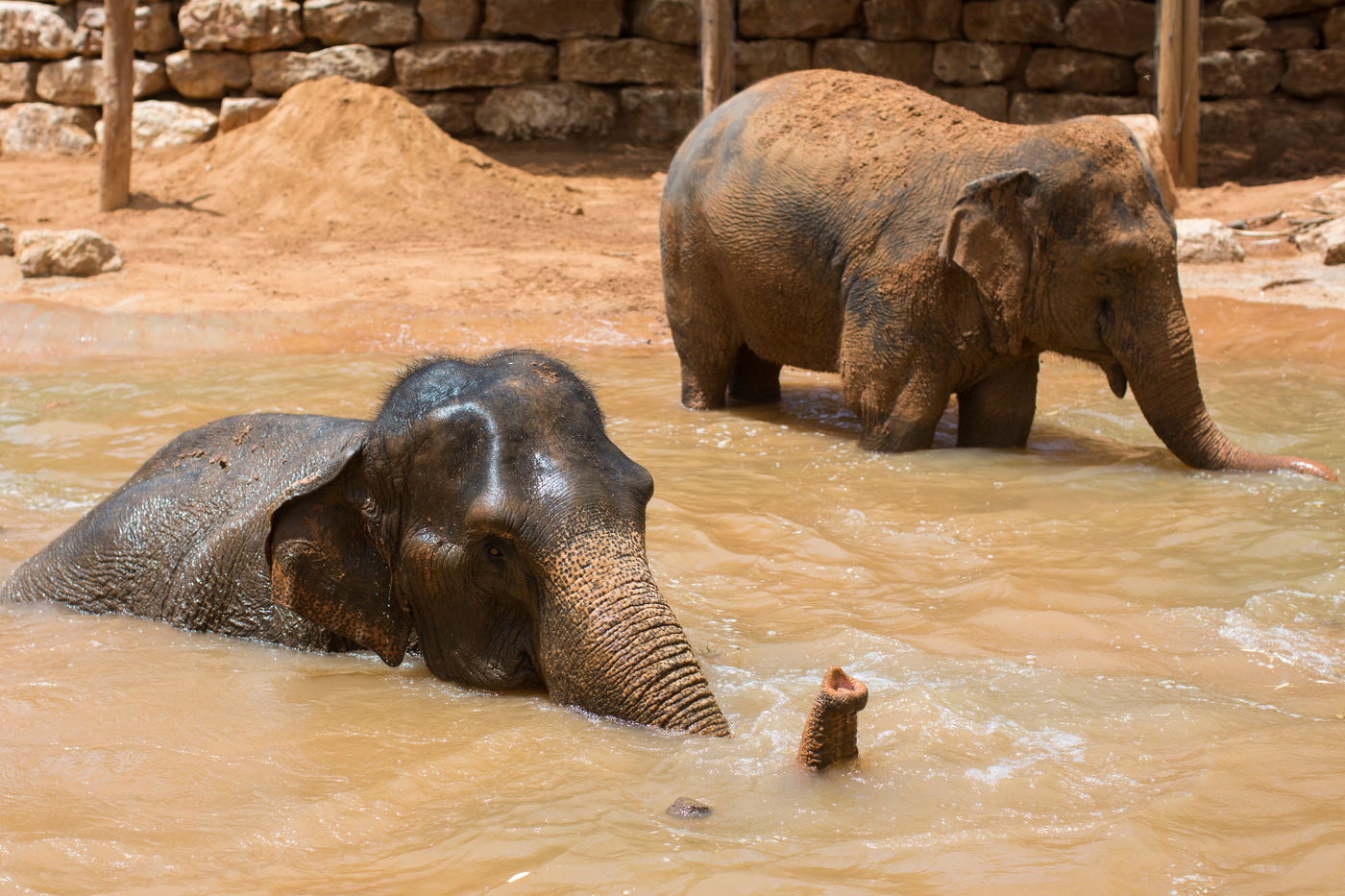 כך שרדו בעלי החיים את גל החום הכבד • תמונות