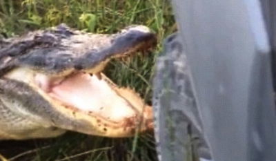 נהג משאית התגרה בתנין ולא ציפה שזה מה שיקרה לו