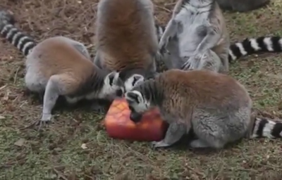 בריכות וקרח: כך החיות בספארי התקררו בחום