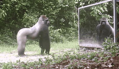 מה קורה כשמציבים מראת ענק מול בעלי חיים בג'ונגל? צפו בוידאו