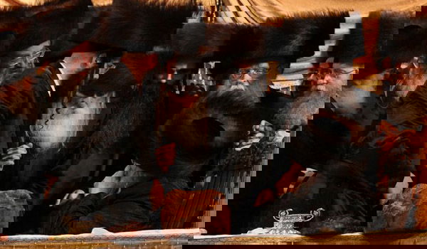 לחיצת היד הנדירה בחתונה בין האדמו"ר מבעלזא (מימין) לאדמו"ר ממחנובקא