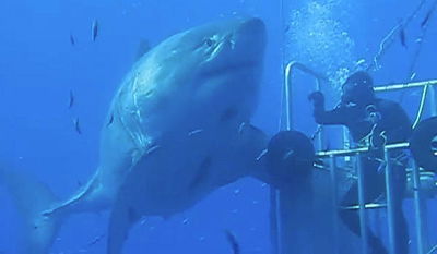 צפו בוידאו: נמצא הכריש הלבן הגדול ביותר בעולם?