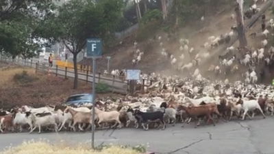 נוהרים ללחך.