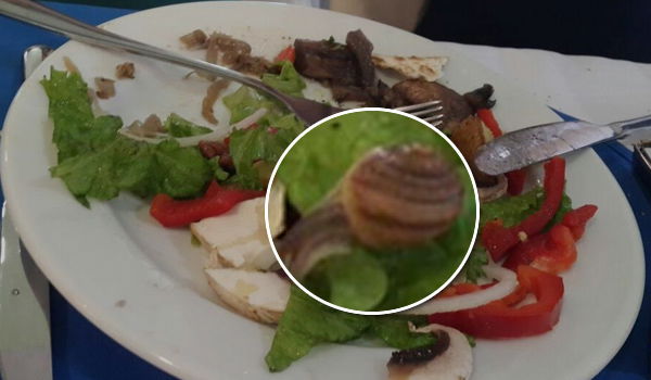 הנופשים גילו חילזון בסלט, וזה ממש לא הכל