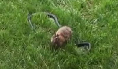 אמיצה: ארנבת נלחמת בנחש שמנסה לתקוף את גוריה