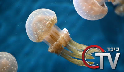 מבזק כיכר TV: גופת הילד שוחררה, חילונים תקפו אישה