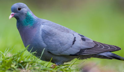 מצחיק: השחקן הותקף על ידי... יונה
