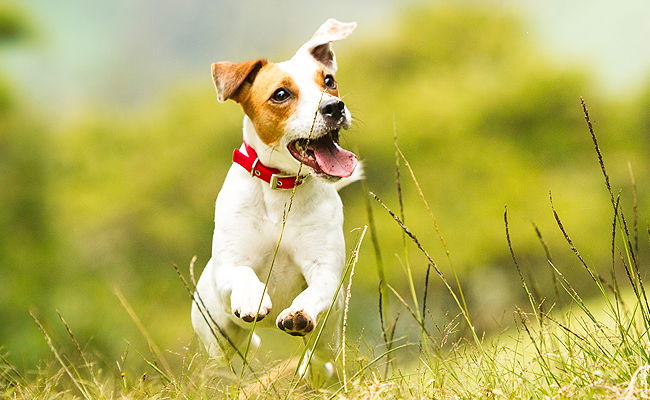 כלב גמיש במיוחד ועוד אחד שטובע בדשא; סרטונים ויראליים