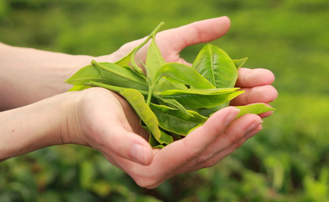כמה עלים היא עוד תקטוף? / טור כואב