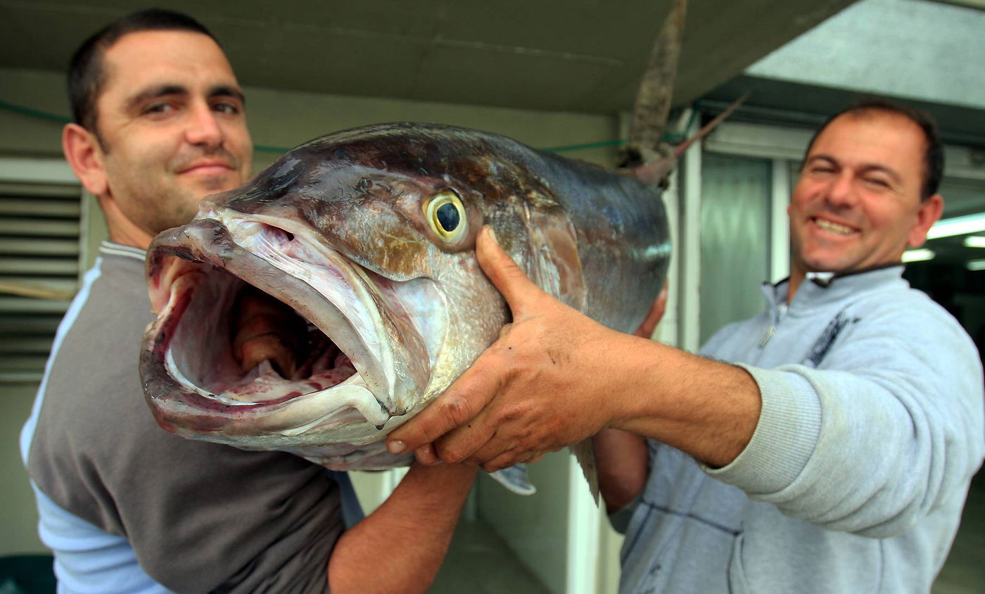 השבת האחרונה של תשעת הימים: כך תבחרו דגים איכותיים וטריים