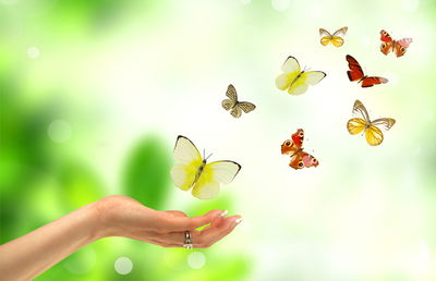 שירה גלבר מילר מבקשת: קחו את ה"א'"