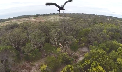 אאוצ': הנשר הפיל את הרחפן באמצע צילומים