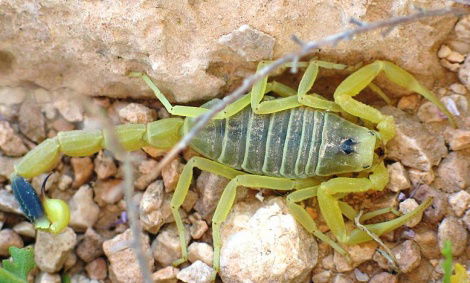 ערד: בן 14 נעקץ על ידי עקרב צהוב ונפגע באורח קשה