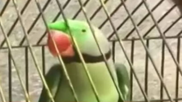 הודו: התוכי שקילל אישה נעצר, אך שתק בחקירתו