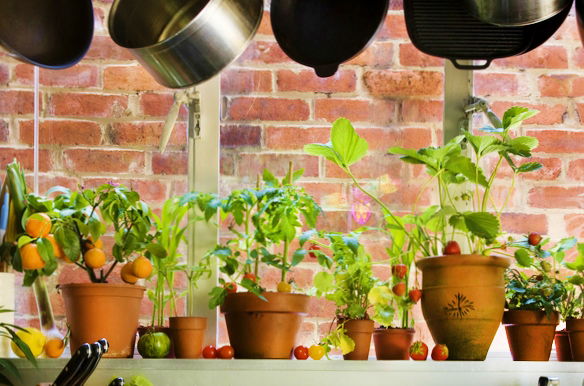 ירוק בבית זה נחמד - אבל דורש תשומת לב. טיפול נכון בעציצים