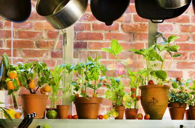 ירוק בבית זה נחמד - אבל דורש תשומת לב. טיפול נכון בעציצים