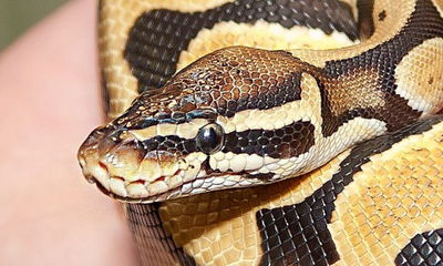 הוחמר מצבו של החייל שהוכש על ידי נחש - והוא מוגדר קשה