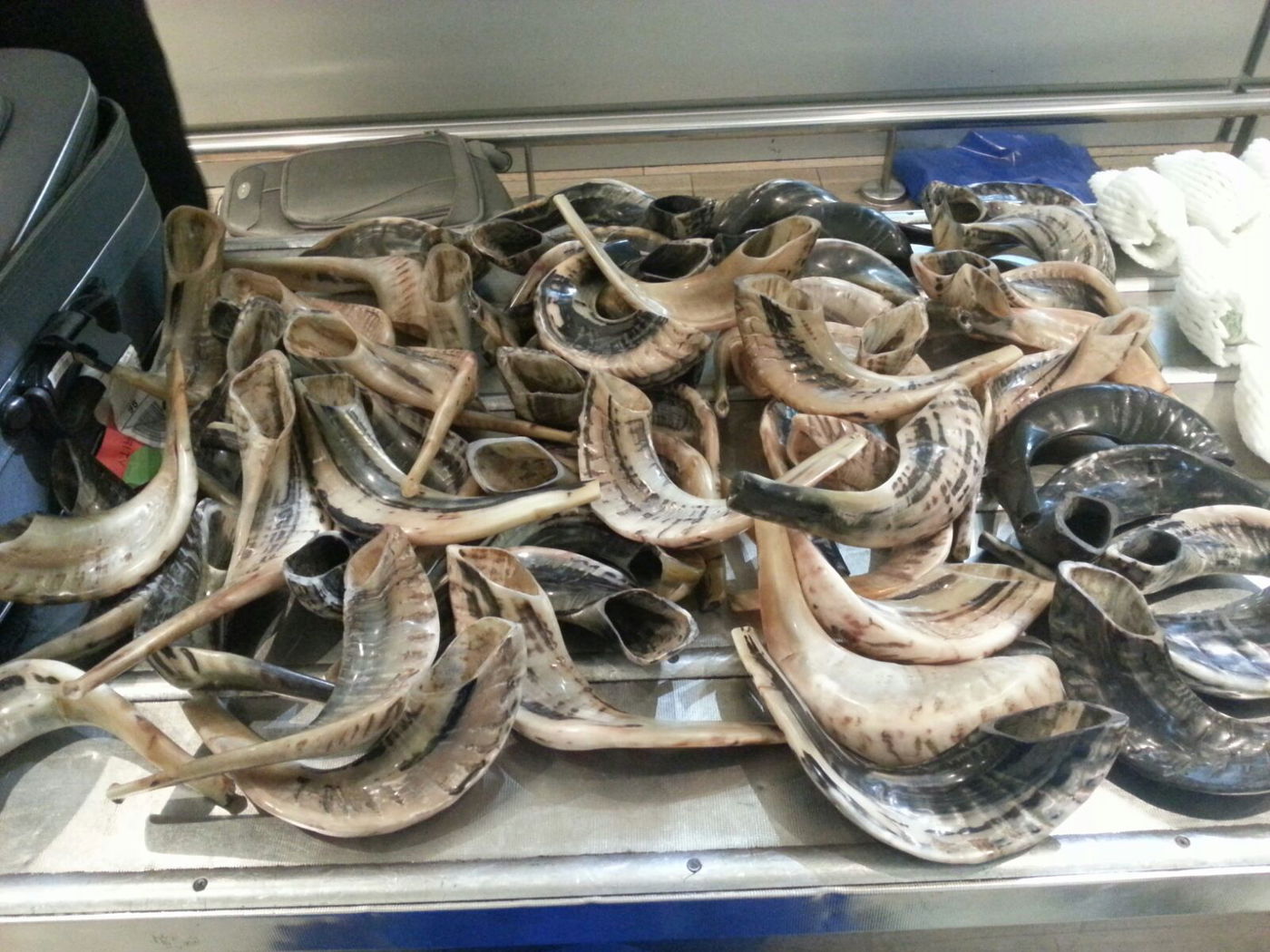 ניסה להבריח בנתב"ג 53 שופרות ו-40 אתרוגים ונתפס