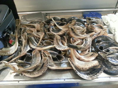 ניסה להבריח בנתב"ג 53 שופרות ו-40 אתרוגים ונתפס