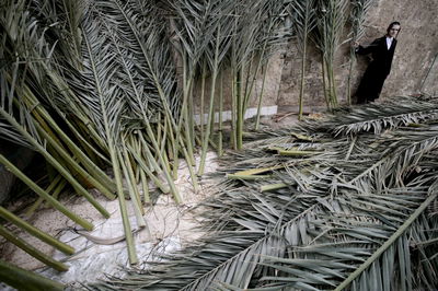 סכך. אילוסטרציה, למצולם אין קשר לנאמר בכתבה