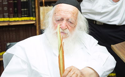 תיעוד: הלולבים של גדולי ישראל