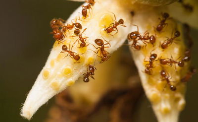 הנמלה שמטילה אימה על ירושלים: נמלת אש