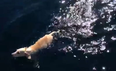 בראבו! האיטלקים שהצילו כלבלב מטביעה