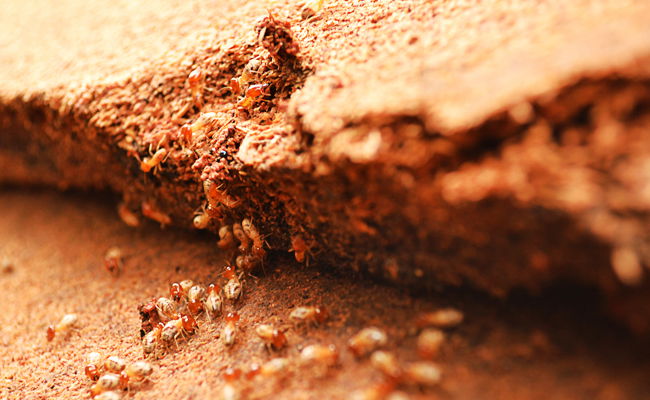 הרוכשים טענו שבדירה יש טרמיטים ותבעו את המוכרים, האם זכו?