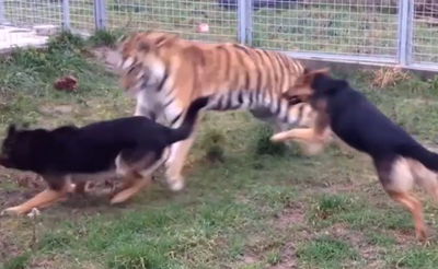 צפו בווידאו: וגר נמר עם כלב, גרסת המציאות