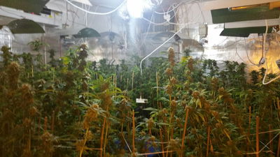 הבלשים זיהו את הריח וחשפו מעבדה לגידול מריחואנה בבני ברק