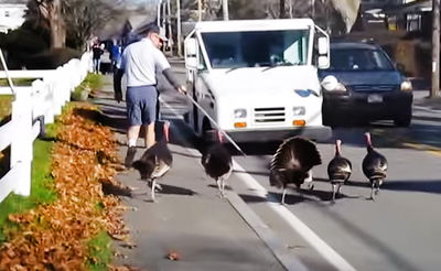 הסיוט הכי גדול של הדוור הזה הם תרנגולי הודו