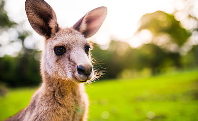כשהקנגורו המגושם הסתבך עם הטרמפולינה