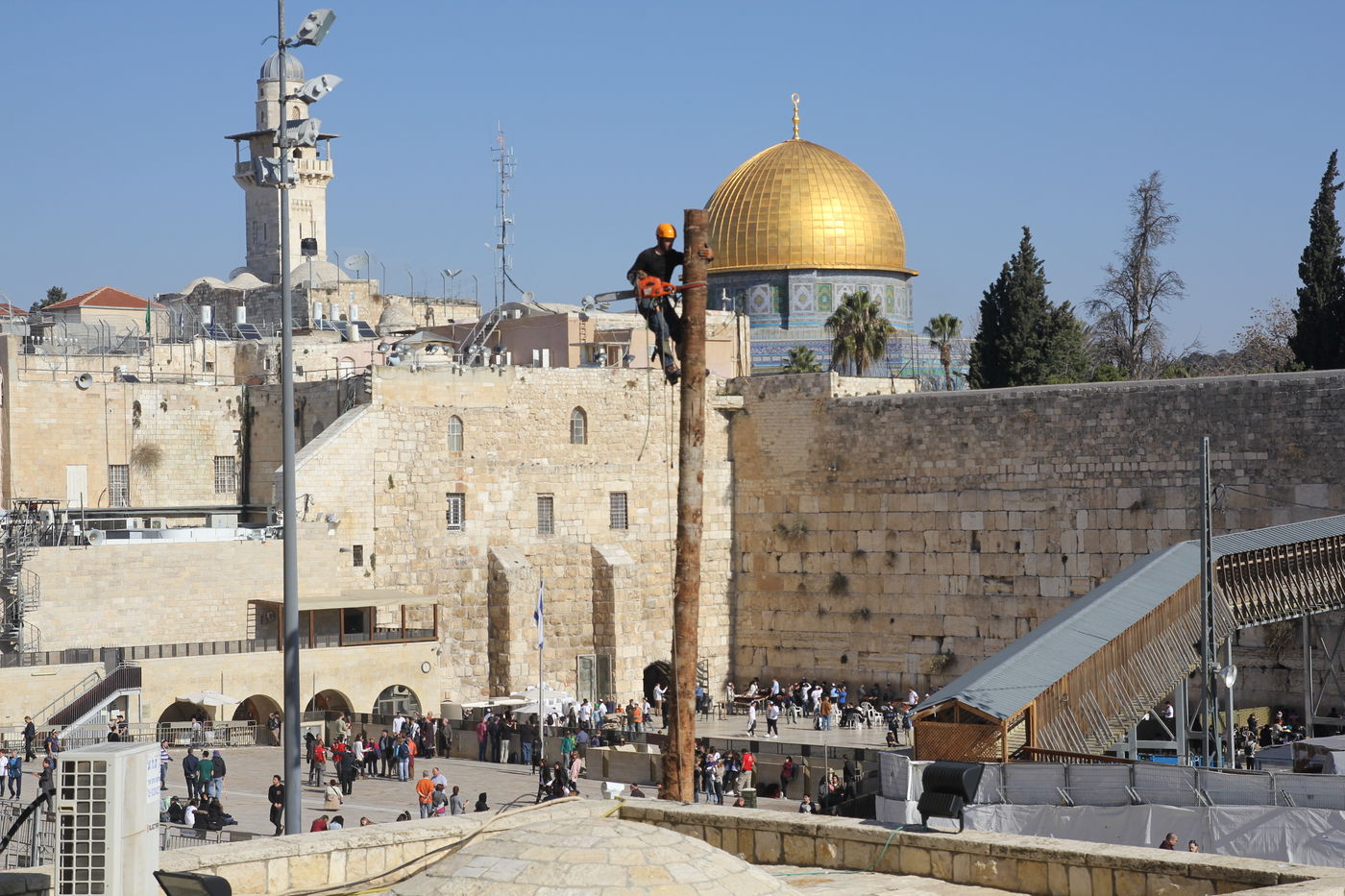 כריתת עצי הדקל