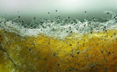 עובש בהגדלה מיקרוסקופית