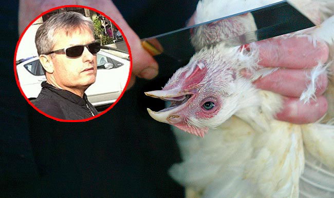 אילן שילוח על רקע שחיטת עוף