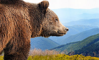 זה מה שתעשו אם דוב ענק ינסה לתקוף אתכם?