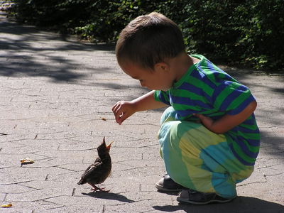 למה נותנים חיטים לציפורים בשבת שירה?