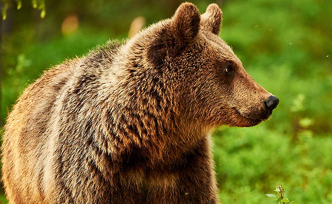 תיעוד קשה לצפייה: שיכור ליטף דוב ענק ואיבד יד