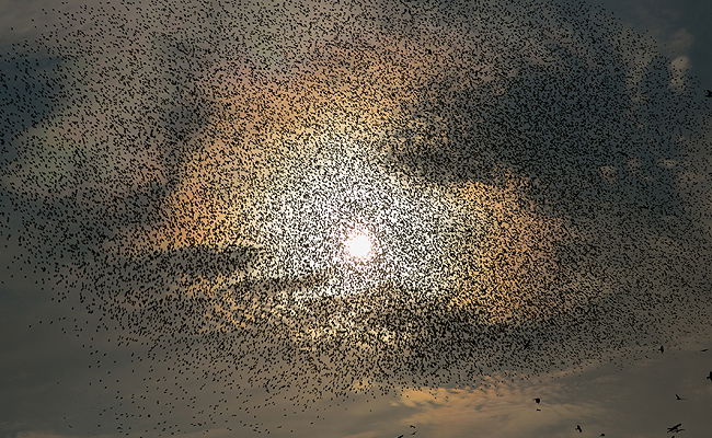 הריקוד של הזרזירים • תמונות מרהיבות