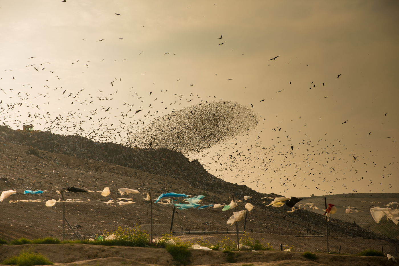 הריקוד של הזרזירים • תמונות מרהיבות