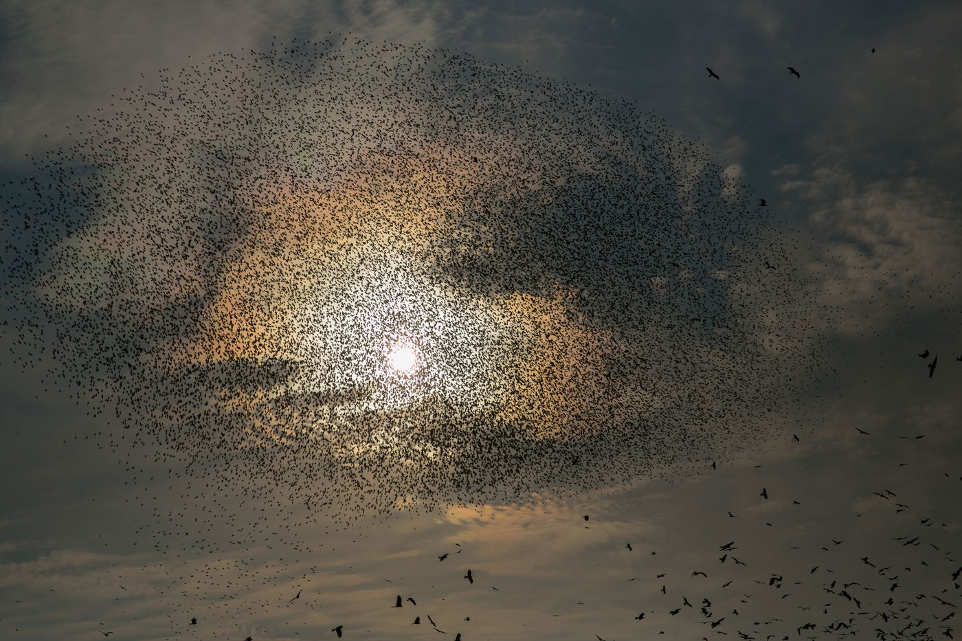 הריקוד של הזרזירים • תמונות מרהיבות