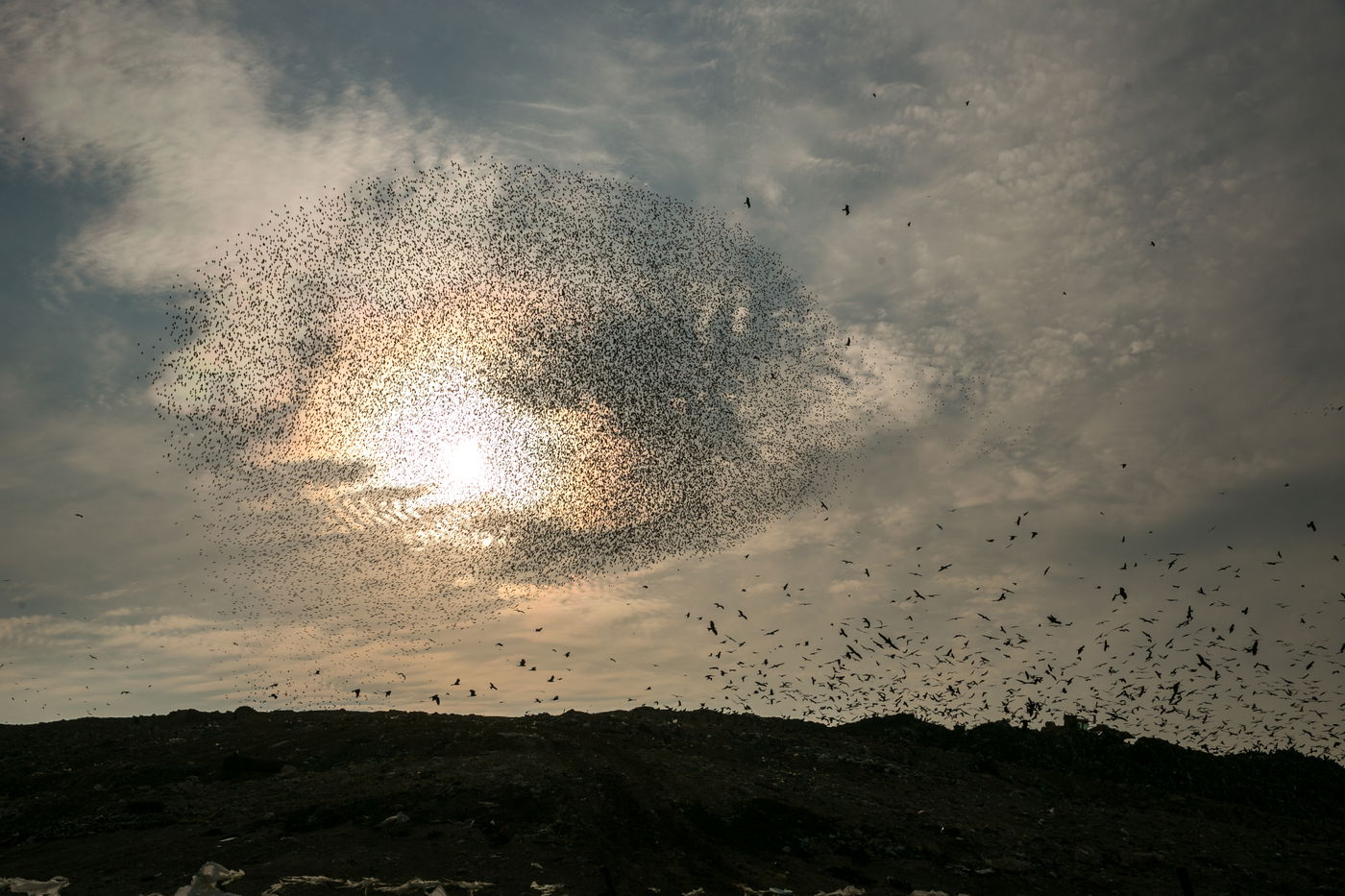 הריקוד של הזרזירים • תמונות מרהיבות